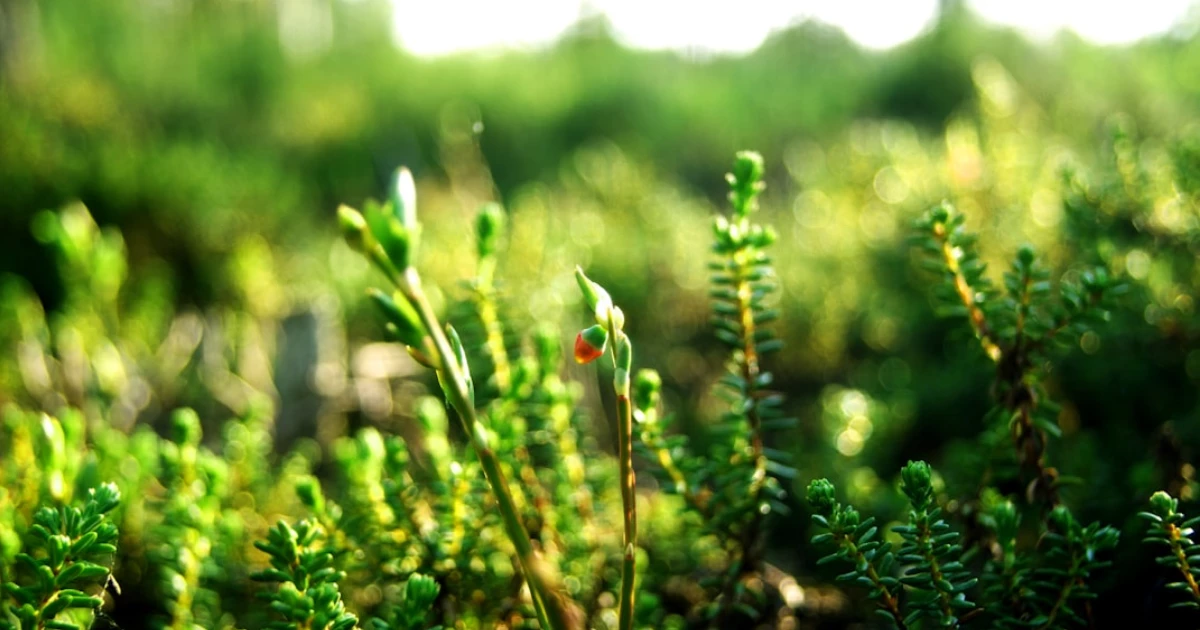 bam utbildning Sveg bam utbildning Sveg